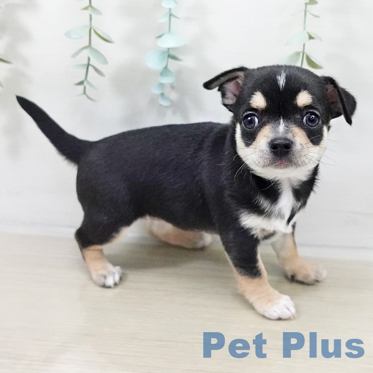 東京都のチワワ(ロング) (ペットプラス 多摩平の森店/2025年9月27日生まれ/女の子/ブラックタンホワイト)の子犬の2枚目の画像