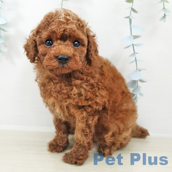 埼玉県のトイプードル(トイ) (ペットプラス ららぽーと新三郷店/2025年9月27日生まれ/男の子/レッド)の子犬の1枚目の画像