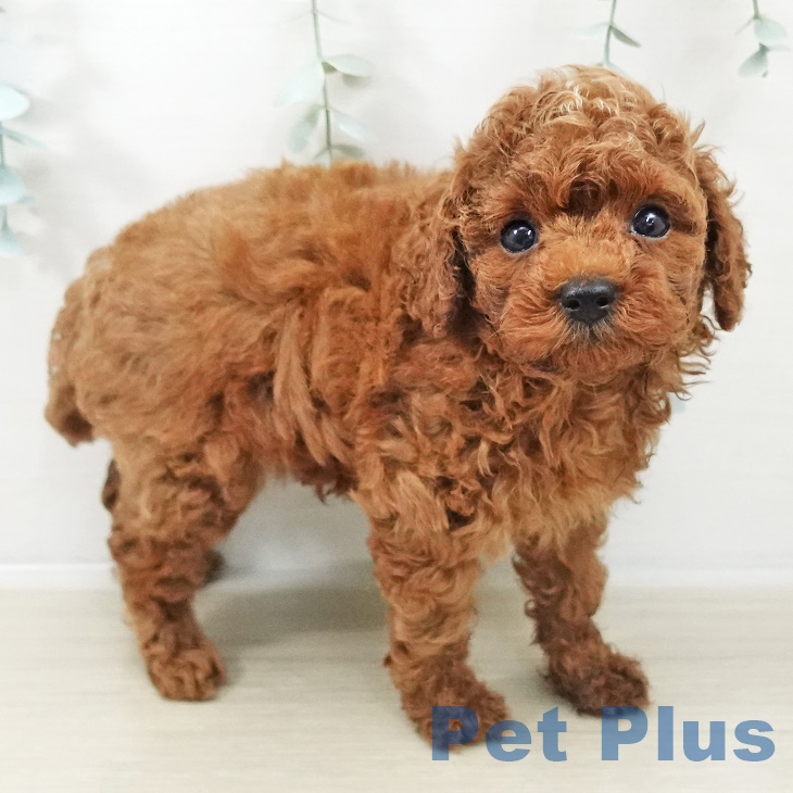 埼玉県のトイプードル(トイ) (ペットプラス ららぽーと新三郷店/2025年9月27日生まれ/男の子/レッド)の子犬の2枚目の画像