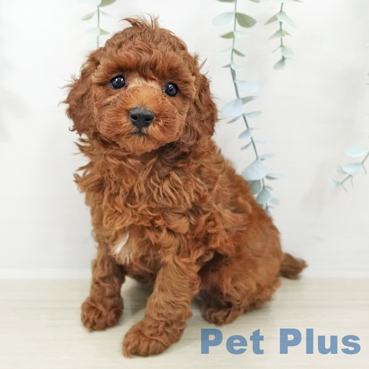 福島県のトイプードル(トイ) (ペットプラス 福島店/2025年9月27日生まれ/女の子/レッド)の子犬