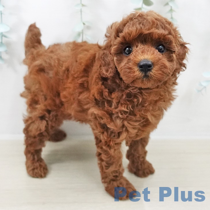 トイ・プードル