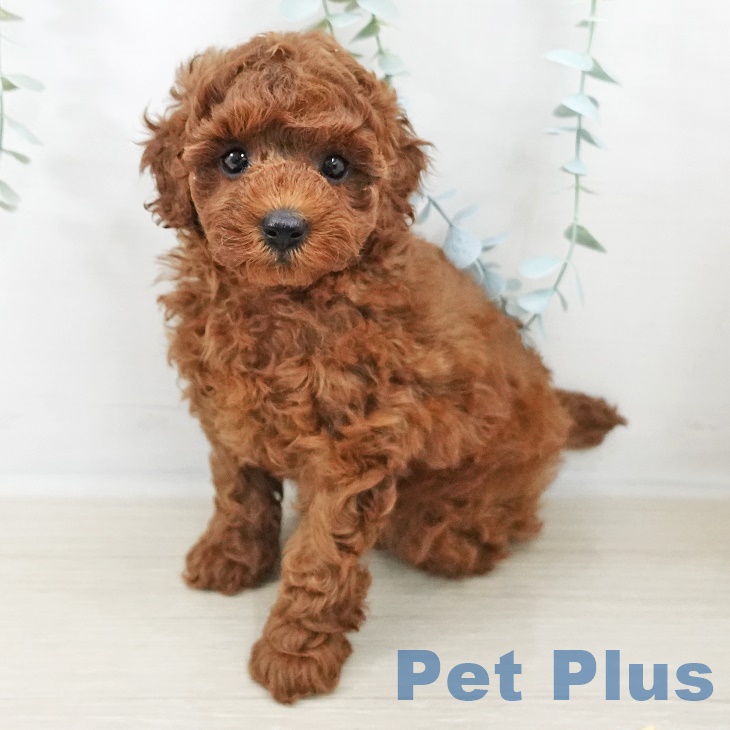 トイ・プードル