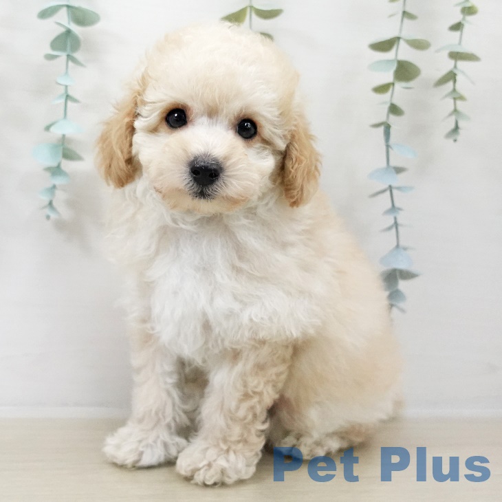 東京都のトイプードル(トイ) (ペットプラス むさし村山店/2025年9月27日生まれ/男の子/クリーム)の子犬の1枚目の画像