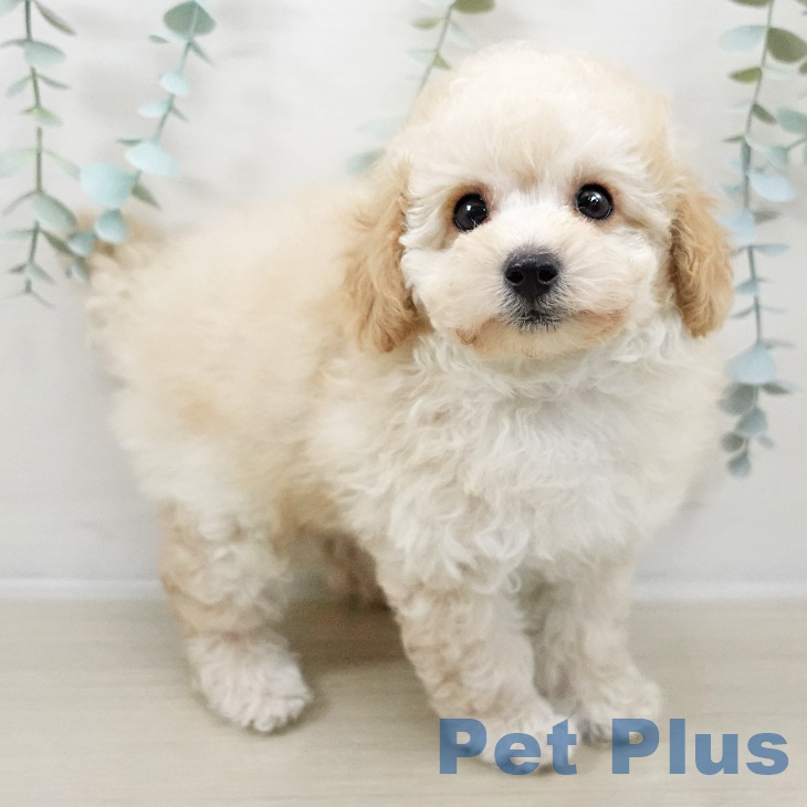 東京都のトイプードル(トイ) (ペットプラス むさし村山店/2025年9月27日生まれ/男の子/クリーム)の子犬の2枚目の画像
