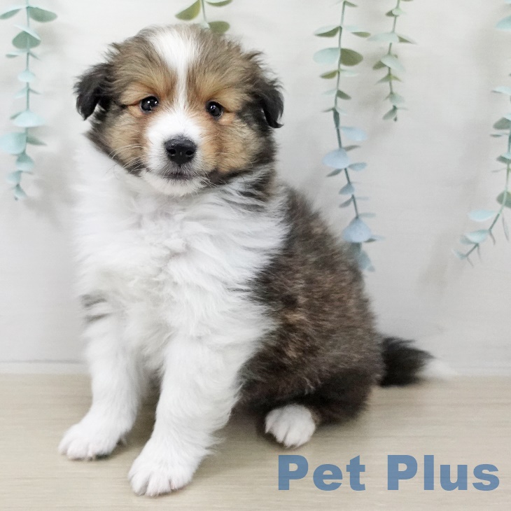 シェットランド・シープドッグ