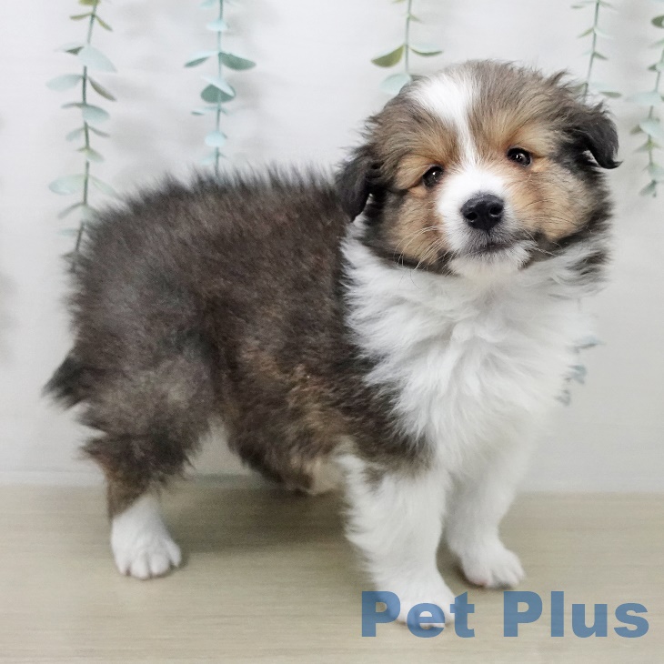 東京都のシェットランドシープドッグ (ペットプラス 日の出店/2025年9月27日生まれ/男の子/セーブルホワイト)の子犬の2枚目の画像