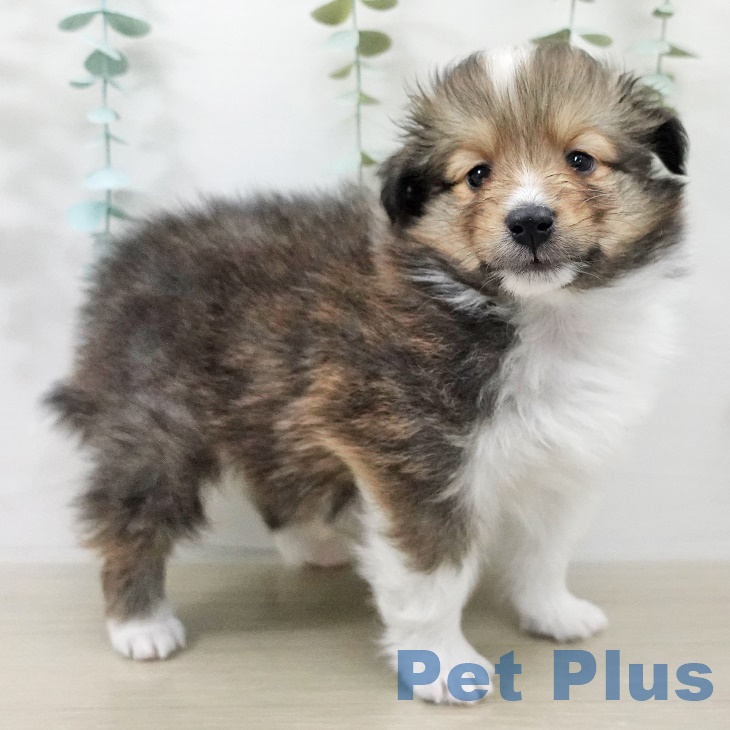 シェットランド・シープドッグ