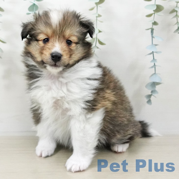 シェットランド・シープドッグの写真2