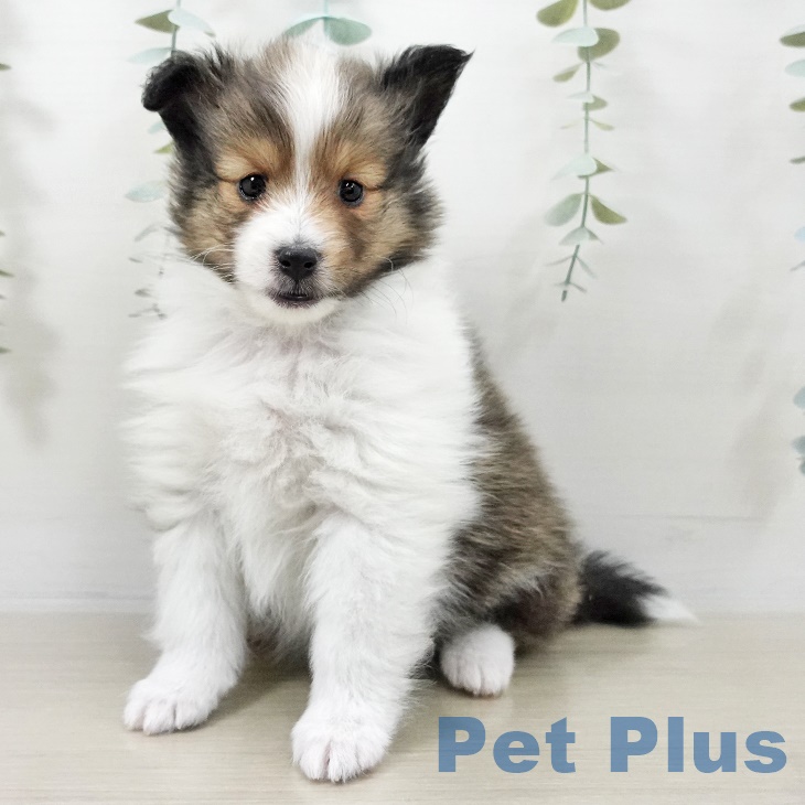 シェットランド・シープドッグ