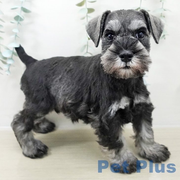 神奈川県のミニチュアシュナウザー (ペットプラス アミーゴ藤沢店/2025年9月23日生まれ/男の子/ソルトペッパー)の子犬