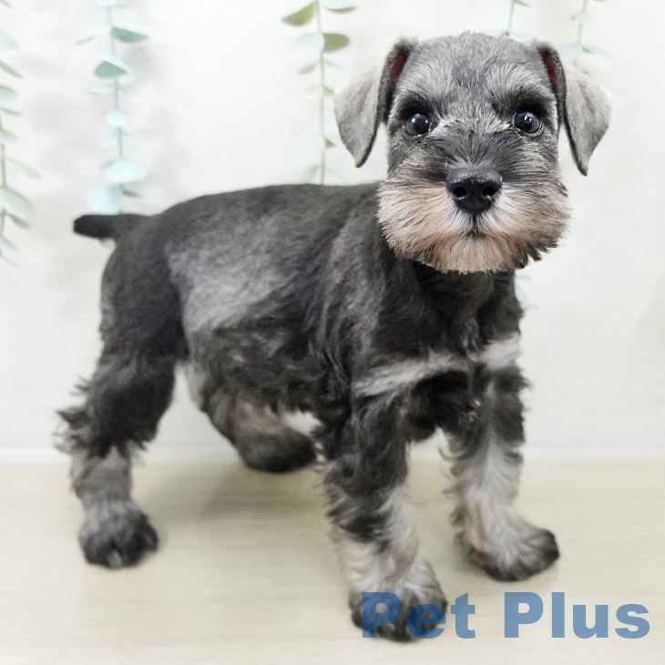 ミニチュア・シュナウザー