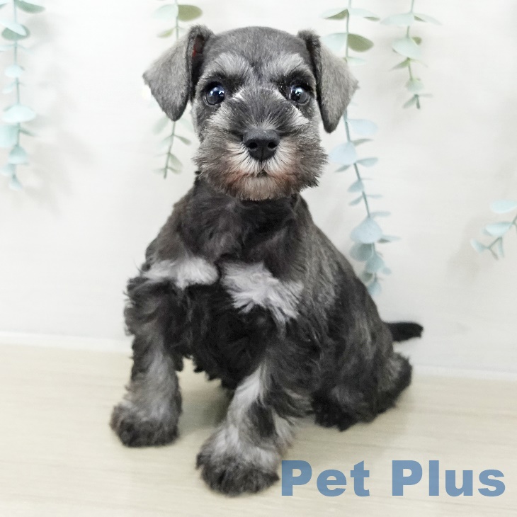 神奈川県のミニチュアシュナウザー (ペットプラス 湘南平塚店/2025年9月23日生まれ/女の子/ソルトペッパー)の子犬