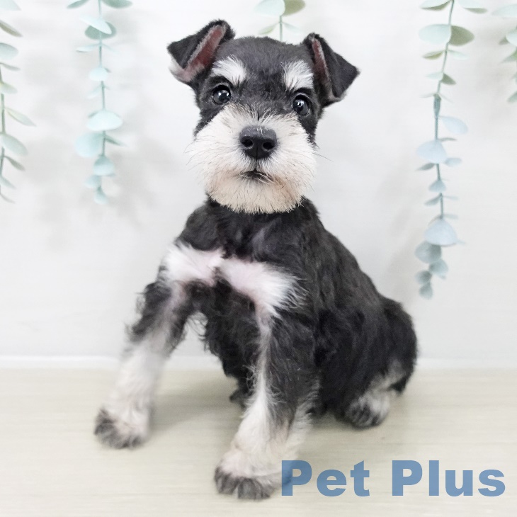 埼玉県のミニチュアシュナウザー (ペットプラス ららぽーと富士見店/2025年9月24日生まれ/男の子/ブラックシルバー)の子犬の1枚目の画像