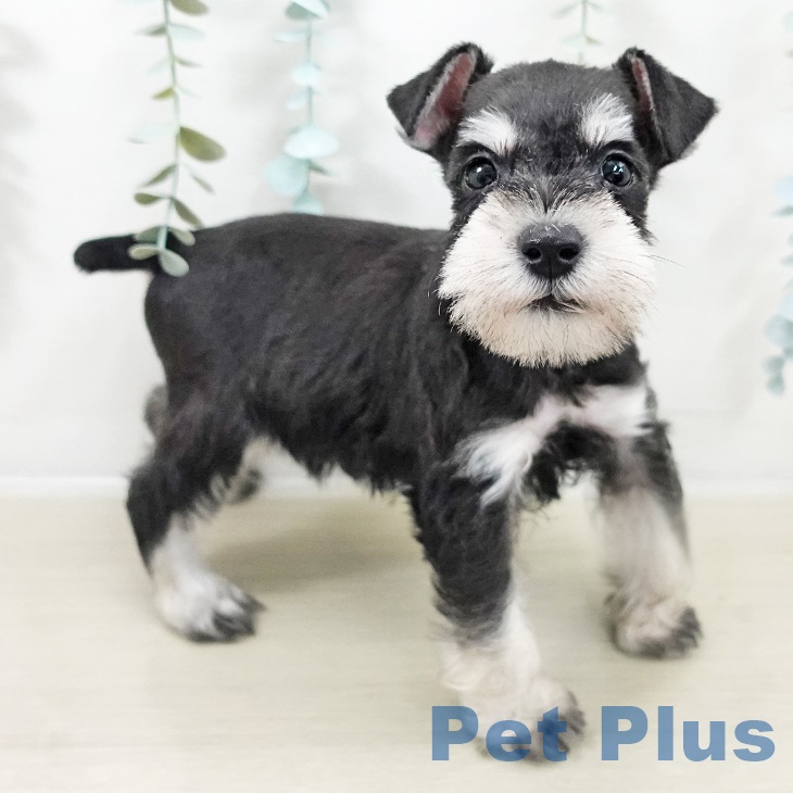 埼玉県のミニチュアシュナウザー (ペットプラス ららぽーと富士見店/2025年9月24日生まれ/男の子/ブラックシルバー)の子犬の2枚目の画像