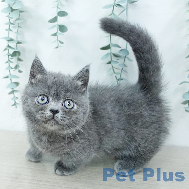 埼玉県のミヌエット (ペットプラス コクーンシティ店/2025年9月18日生まれ/男の子/ブルー)の子猫の1枚目の画像