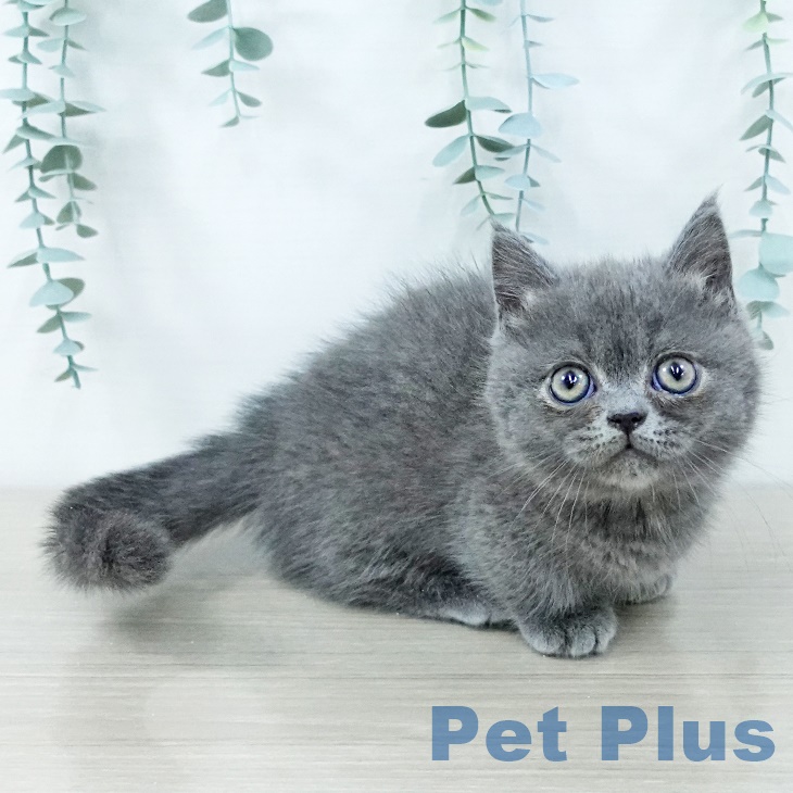 埼玉県のミヌエット (ペットプラス コクーンシティ店/2025年9月18日生まれ/男の子/ブルー)の子猫の2枚目の画像