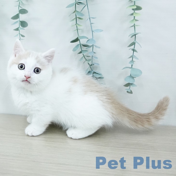 宮城県のミヌエット (ペットプラス 名取店/2025年9月26日生まれ/男の子/クリームホワイト)の子猫の1枚目の画像