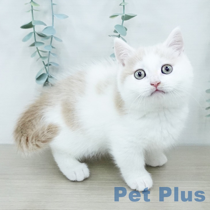 宮城県のミヌエット (ペットプラス 名取店/2025年9月26日生まれ/男の子/クリームホワイト)の子猫の2枚目の画像