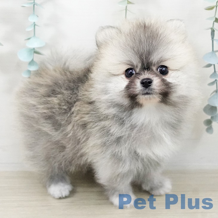 東京都のポメラニアン (ペットプラス アクアシティお台場店/2025年9月26日生まれ/男の子/クリームセーブル)の子犬の1枚目の画像