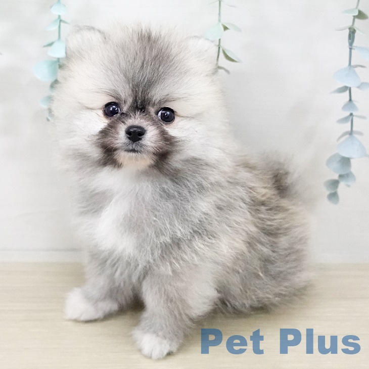 東京都のポメラニアン (ペットプラス アクアシティお台場店/2025年9月26日生まれ/男の子/クリームセーブル)の子犬の2枚目の画像