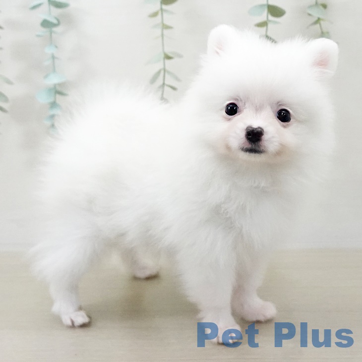 東京都のポメラニアン (ペットプラス 立川高島屋S.C.店/2025年9月26日生まれ/女の子/ホワイト)の子犬の1枚目の画像
