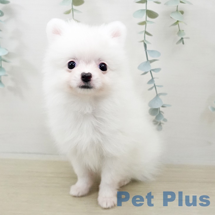 東京都のポメラニアン (ペットプラス 立川高島屋S.C.店/2025年9月26日生まれ/女の子/ホワイト)の子犬の2枚目の画像