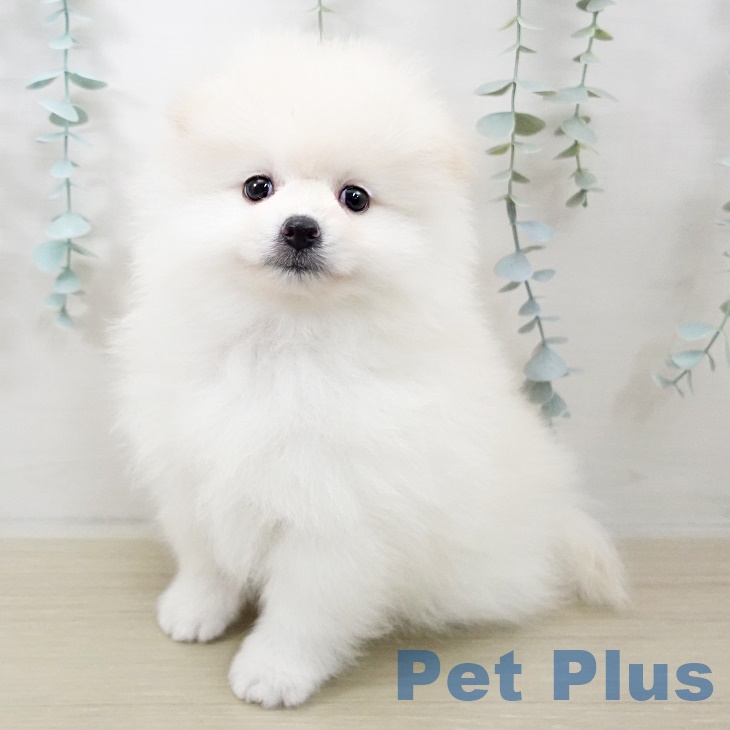 千葉県のポメラニアン (ペットプラス コトエ流山おおたかの森店/2025年9月27日生まれ/男の子/クリーム)の子犬の1枚目の画像