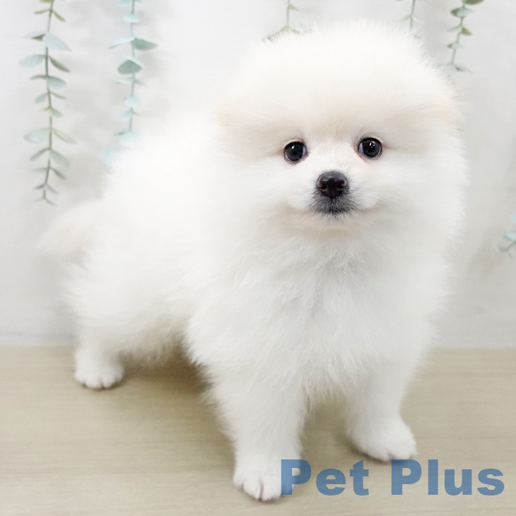千葉県のポメラニアン (ペットプラス コトエ流山おおたかの森店/2025年9月27日生まれ/男の子/クリーム)の子犬の2枚目の画像
