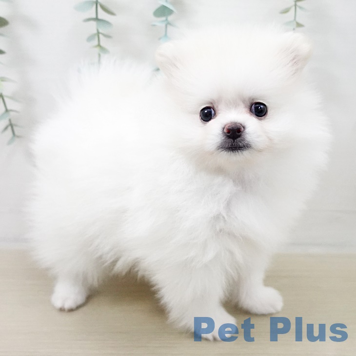 福島県のポメラニアン (ペットプラス 福島店/2025年9月27日生まれ/女の子/クリーム)の子犬