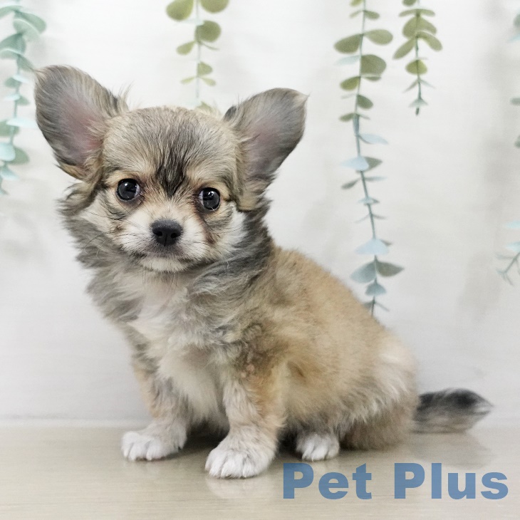 東京都のチワワ(ロング) (ペットプラス 日の出店/2025年9月26日生まれ/男の子/フォーンホワイト)の子犬の1枚目の画像