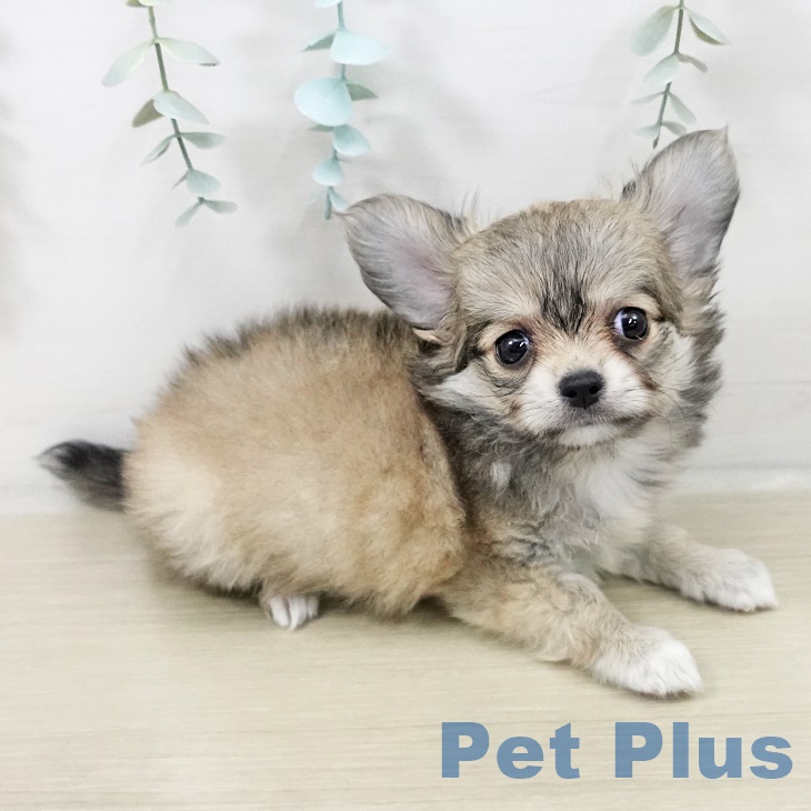 東京都のチワワ(ロング) (ペットプラス 日の出店/2025年9月26日生まれ/男の子/フォーンホワイト)の子犬の2枚目の画像