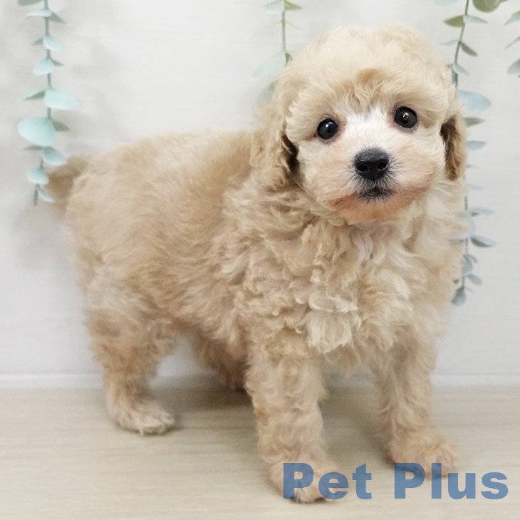 埼玉県のトイプードル(トイ) (ペットプラス ららぽーと富士見店/2025年9月27日生まれ/男の子/クリーム)の子犬の1枚目の画像