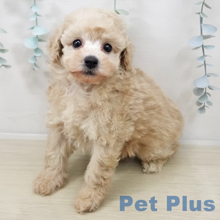 埼玉県のトイプードル(トイ) (ペットプラス ららぽーと富士見店/2025年9月27日生まれ/男の子/クリーム)の子犬の2枚目の画像