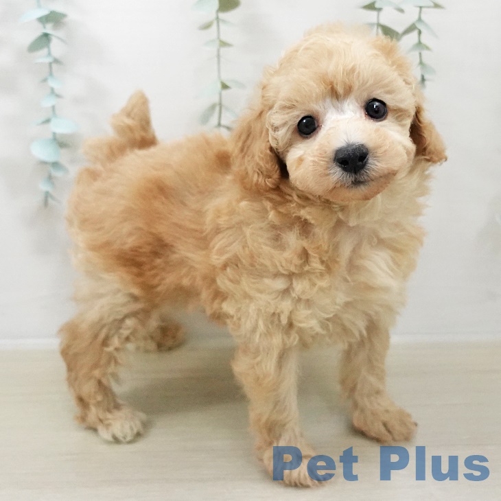 トイ・プードルの写真2