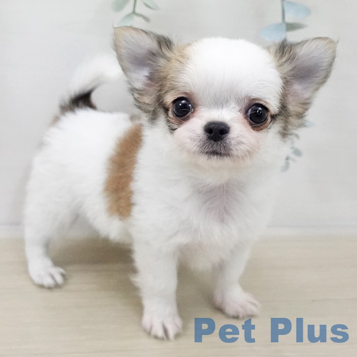 東京都のチワワ(ロング) (ペットプラス 日の出店/2025年9月19日生まれ/男の子/ホワイトフォーン)の子犬の1枚目の画像