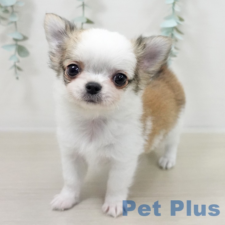 東京都のチワワ(ロング) (ペットプラス 日の出店/2025年9月19日生まれ/男の子/ホワイトフォーン)の子犬の2枚目の画像