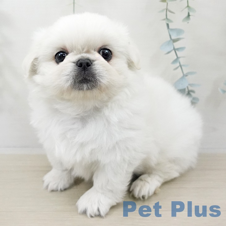 宮城県のペキニーズ (ペットプラス 名取店/2025年9月27日生まれ/男の子/ホワイト)の子犬の1枚目の画像