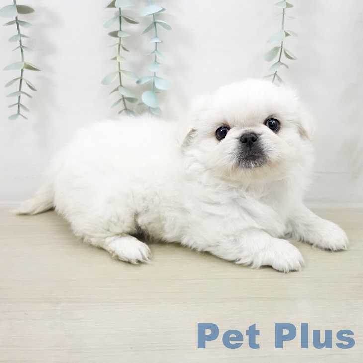 宮城県のペキニーズ (ペットプラス 名取店/2025年9月27日生まれ/男の子/ホワイト)の子犬の2枚目の画像