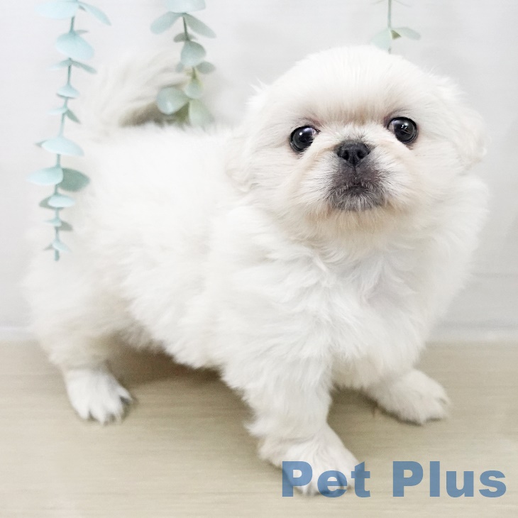山形県のペキニーズ (ペットプラス 天童店/2025年9月27日生まれ/女の子/ホワイト)の子犬の1枚目の画像