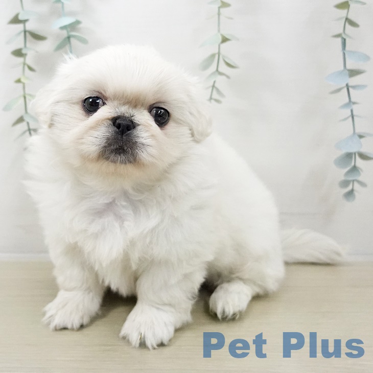 山形県のペキニーズ (ペットプラス 天童店/2025年9月27日生まれ/女の子/ホワイト)の子犬の2枚目の画像