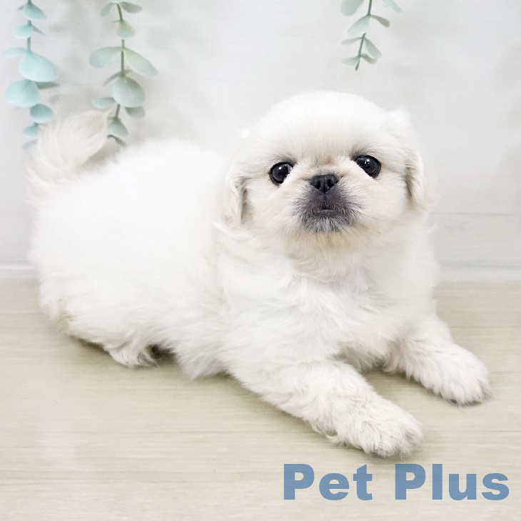 ペキニーズの写真2