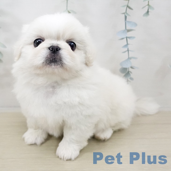 宮城県のペキニーズ (ペットプラス 仙台上杉店/2025年9月27日生まれ/女の子/ホワイト)の子犬の1枚目の画像