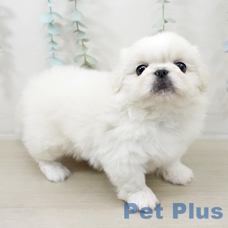 宮城県のペキニーズ (ペットプラス 仙台上杉店/2025年9月27日生まれ/女の子/ホワイト)の子犬の2枚目の画像