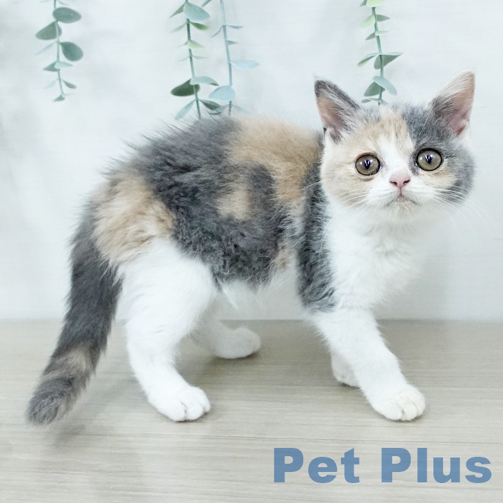 長野県のブリティッシュショートヘアー (ペットプラス 上田店/2025年9月19日生まれ/女の子/ダイリュートキャリコ)の子猫の1枚目の画像