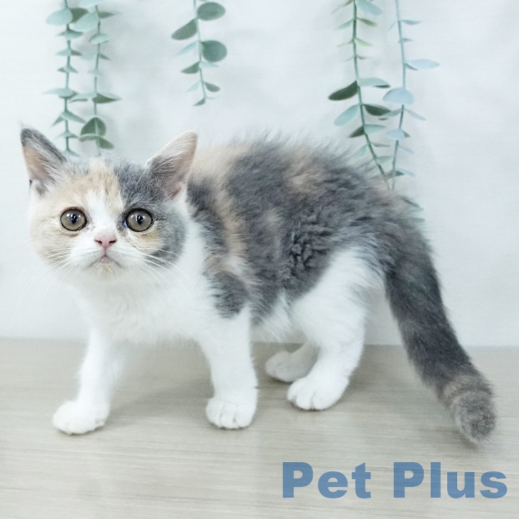 長野県のブリティッシュショートヘアー (ペットプラス 上田店/2025年9月19日生まれ/女の子/ダイリュートキャリコ)の子猫の2枚目の画像