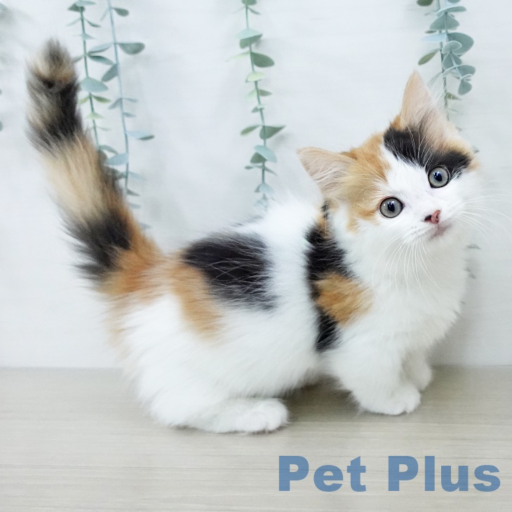 マンチカンの写真2