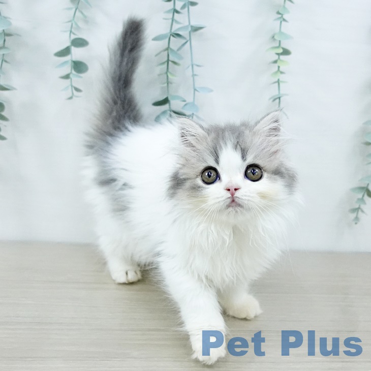 スコティッシュフォールド