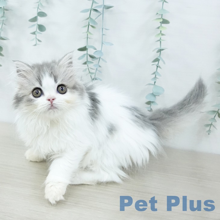 スコティッシュフォールド