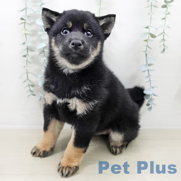 千葉県の柴犬(標準サイズ) (ペットプラス コトエ流山おおたかの森店/2025年9月27日生まれ/男の子/黒)の子犬の1枚目の画像