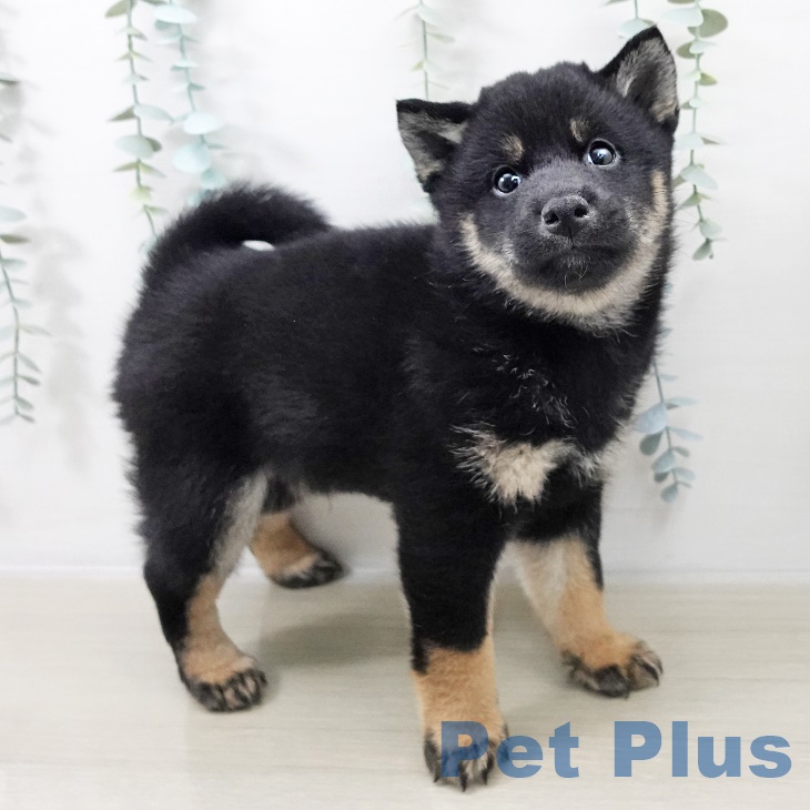 千葉県の柴犬(標準サイズ) (ペットプラス コトエ流山おおたかの森店/2025年9月27日生まれ/男の子/黒)の子犬の2枚目の画像